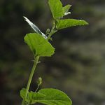 ۲۲۰px-Psoralea_corylifolia_-_Agri-Horticultural_Society_of_India_-_Alipore_-_Kolkata_2013-01-05_2282